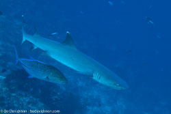 BD-141018-Komodo-5316-Triaenodon-obesus-(Rüppel.-1837)-[Whitetip-reef-shark.-Vitspetsig-revhaj].jpg